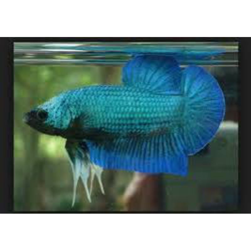 hiasan aquarium cupang Giant Besgel, cello