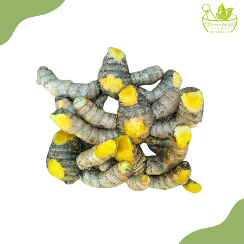 

Rimpang Temu Giring/Temu Kuning Segar (500 Gram)