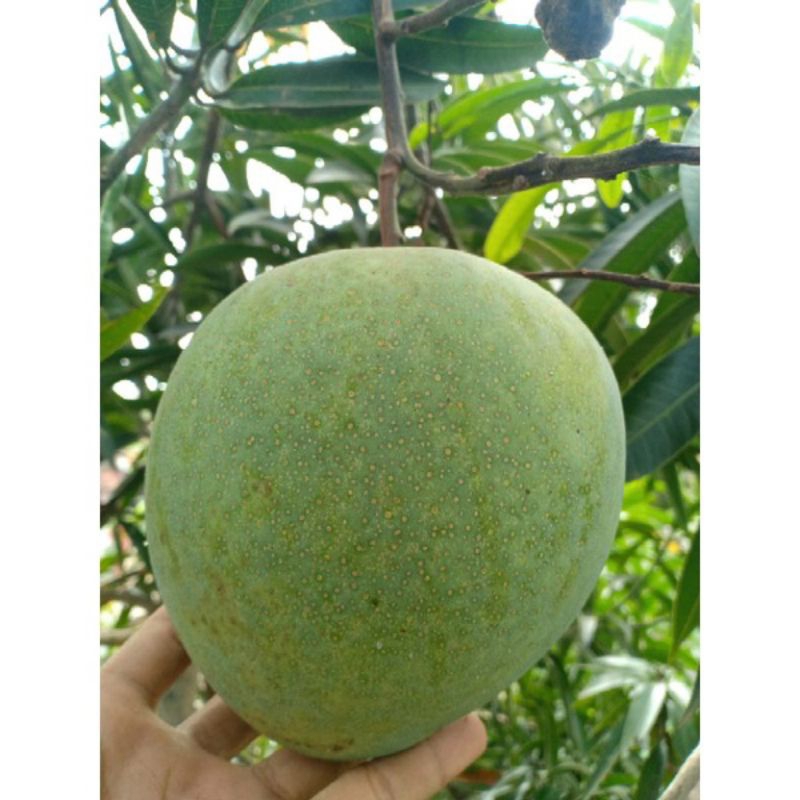 

Mangga Apel Jumbo | Mengkel | 5kg