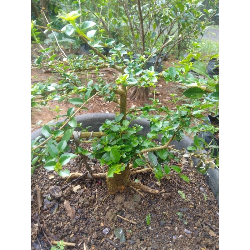 Bonsai Bahan Prokar Sancang