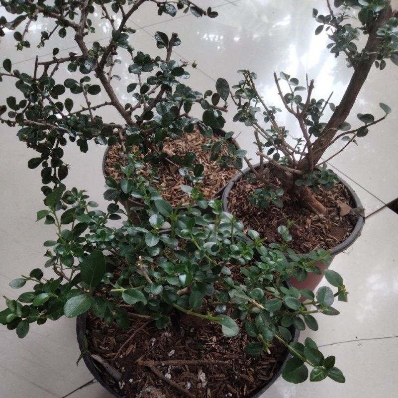 pohon bahan bonsai"SANCANG"
