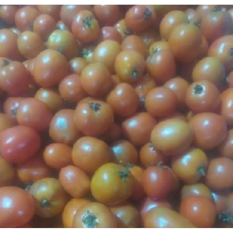 

tomat merah kecil/4500-18000