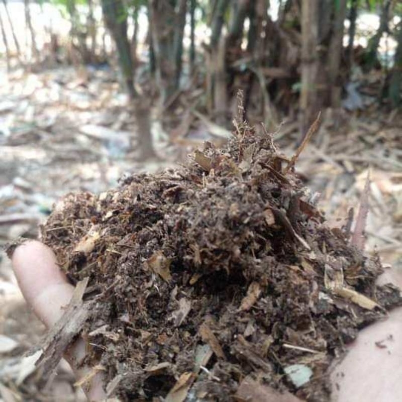 Harga Humus Bambu 5KG Terbaru Jun 2025 | BigGo Indonesia