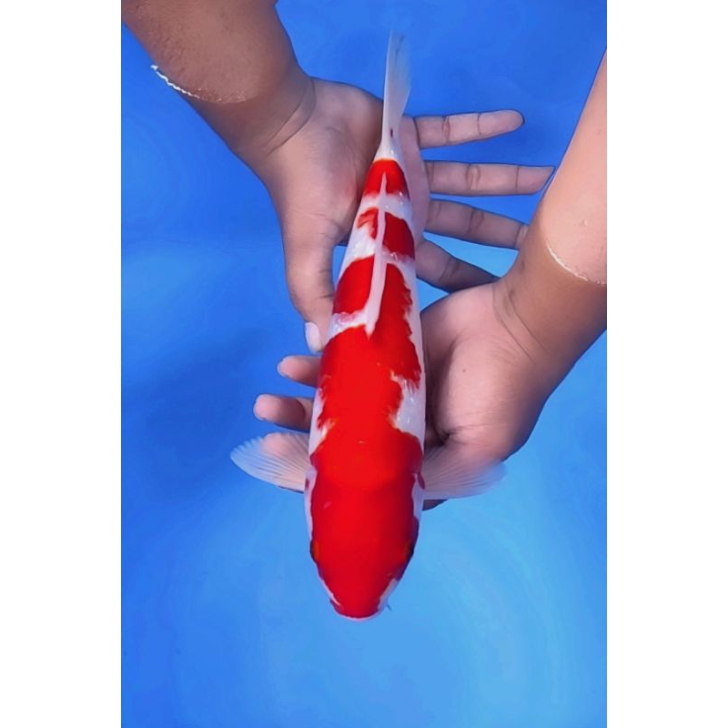 Ikan Koi Blitar Jenis Kohaku Ginrin Uk 35CM Kualitas Pola Bagus, Pola Original, Tidak Ada Bocor