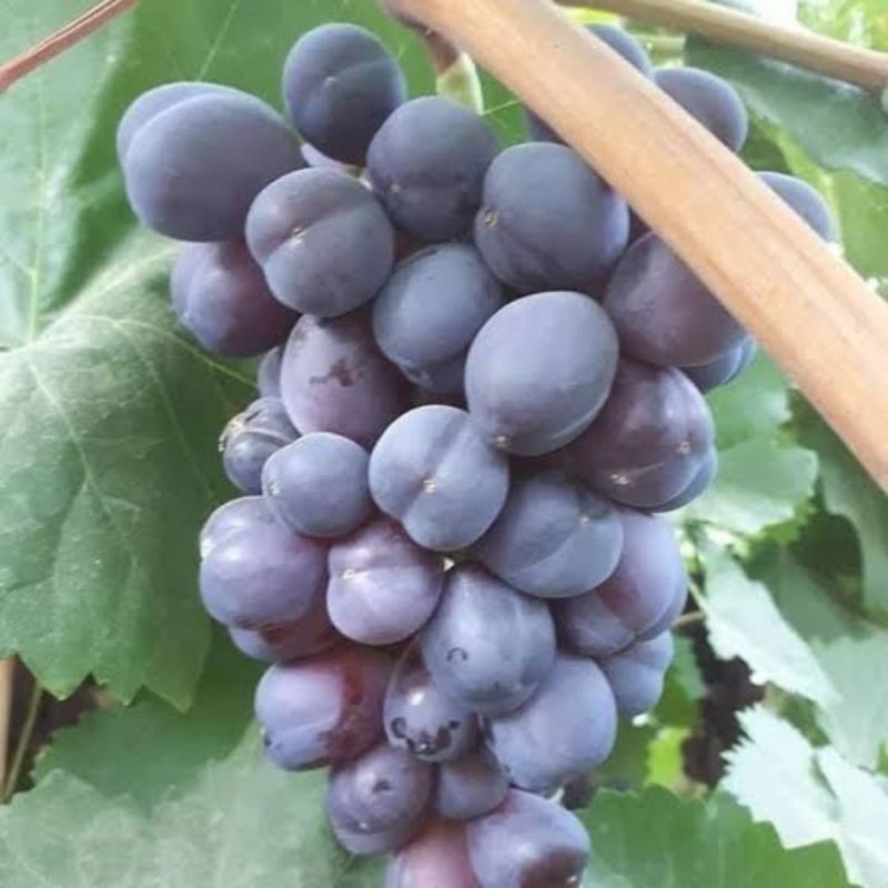 BIBIT TANAMAN ANGGUR IMPORT BLACK SHINE MUSCAT VALID