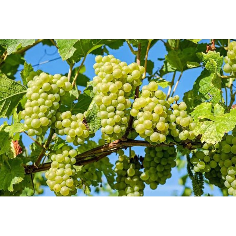 

BIBIT TANAMAN ANGGUR IMPORT SHINE MUSCAT VALID