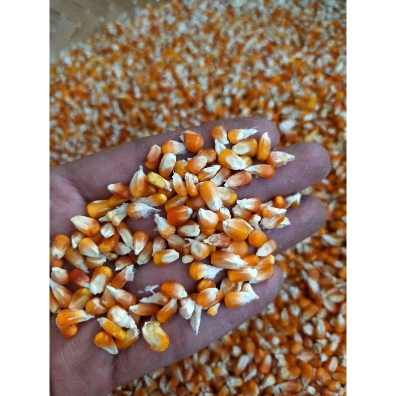 Jagung Kristal Super 25kg pakan burung merpati burung dara