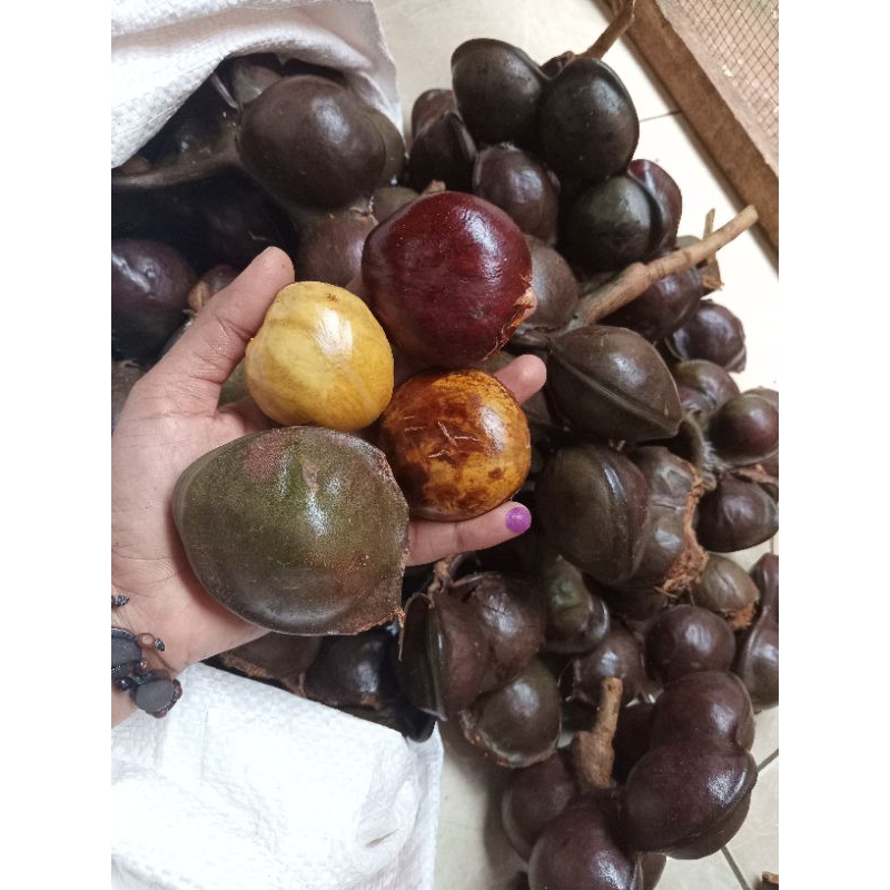 

JENGKOL JERING TUA MENTAH CANGKANG 1 KG SUPER