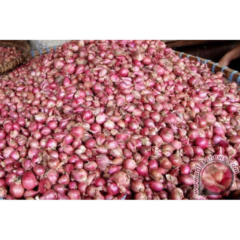 

PROMO!! bawang merah murah meriah kecil mumgil