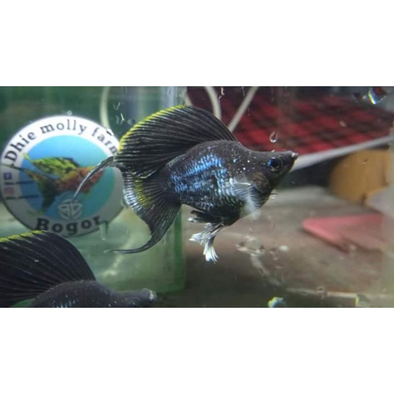 molly blue electric lyretail full color 1 ikan ornament akuarium