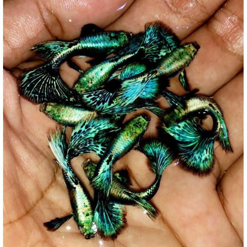 likan Guppy Green Dragon Isi 5 pasang | 5 jantan + 5 Betina Size remaja siap indukan
