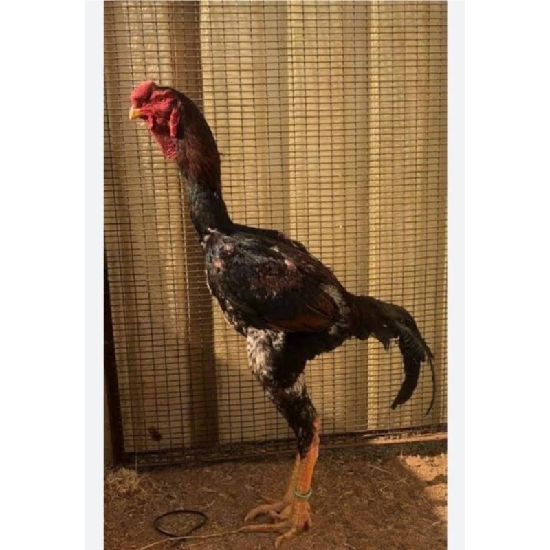 

TELUR TETAS AYAM GODZILLA SIAP DI TETASKAN f1