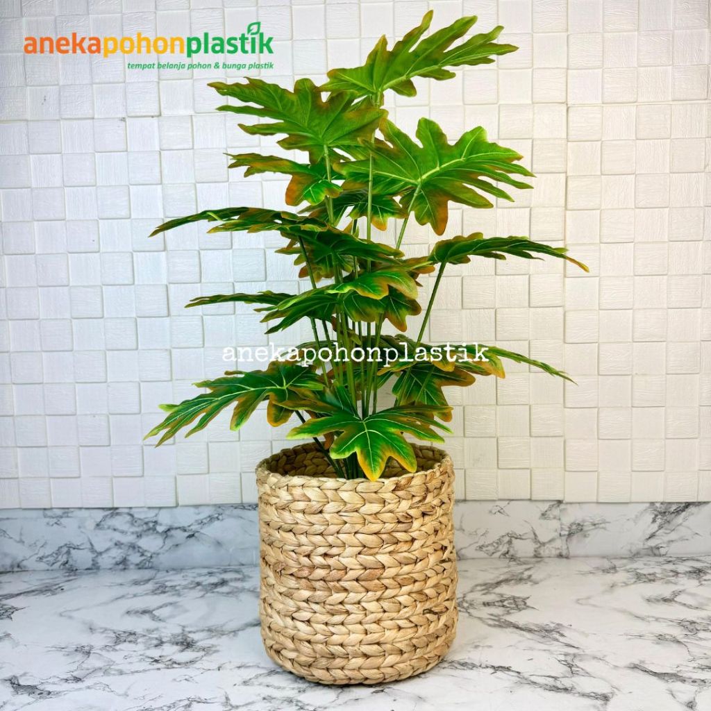 Pohon Hias Tanaman Daun Monstera Jari Philo Orange X18 Semilatex Cover Eceng Gondok Pajangan Dekoras