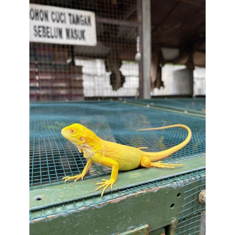 Mainan Iguana Albino Baby