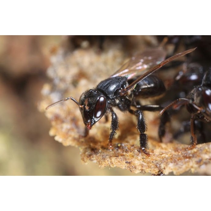 Lebah Trigona / Lebah Tanpa Sengat