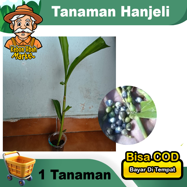 Tanaman Hanjeli Harga Satuan Bibit Jelai Jali