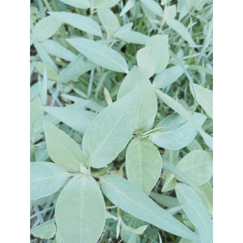 

daun Kate mas /daun Sena segar per 500gram