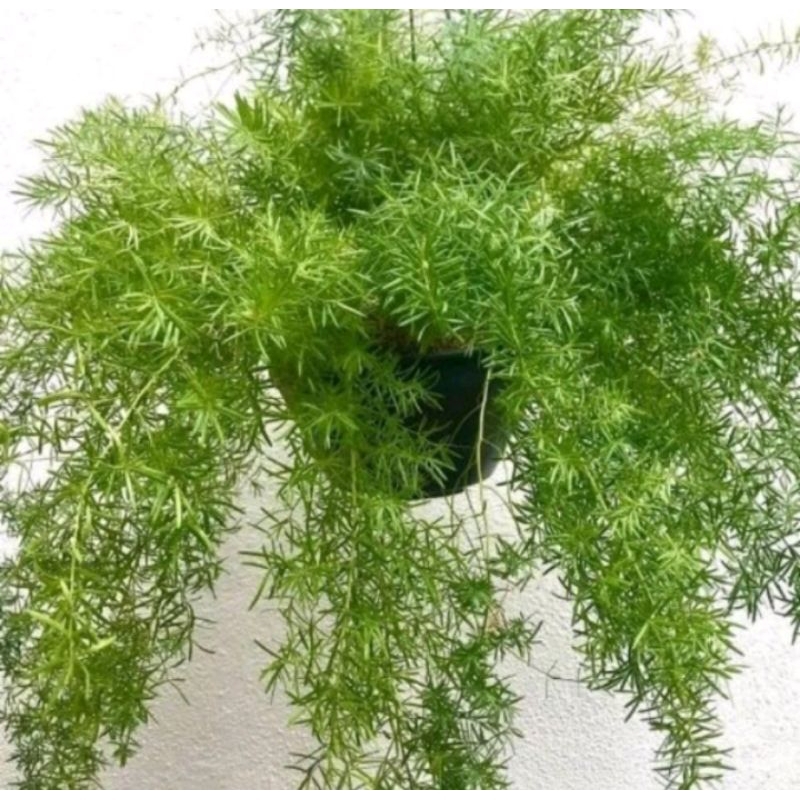 Tanaman Hias Cemara Asparagus Krisdoren Cemara mini