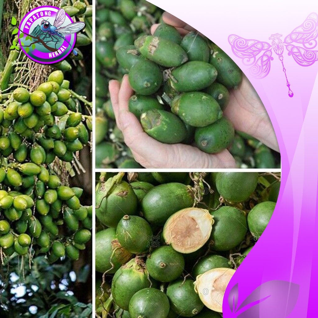 

BUAH PINANG MUDA / JAMBE MUDA 1 KG - PAPATONG HERBAL