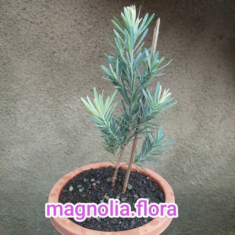 Lohansung blue ice / lohansung biru bahan bonsai okulasi sambungan / bibit tanaman hias bunga pohon 