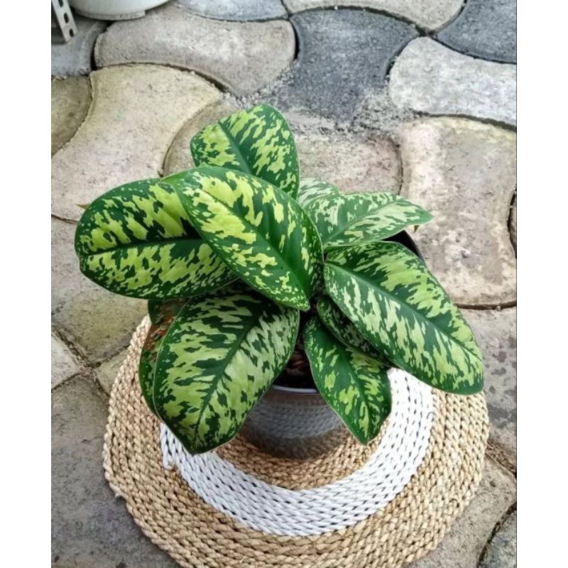 homalomena army / homalomena walisii