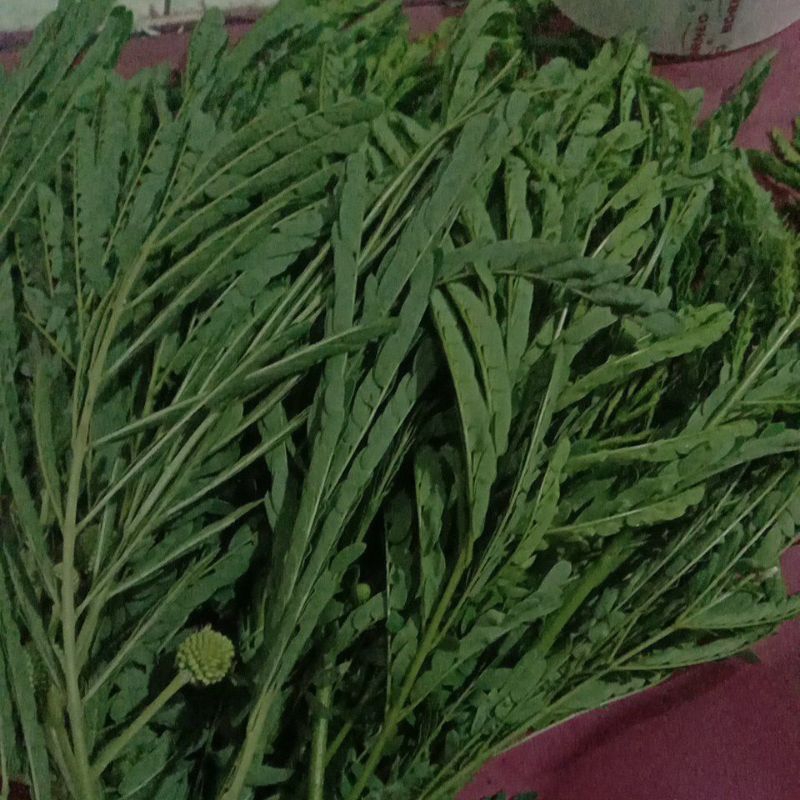 

daun petai cina segar/lamtoro