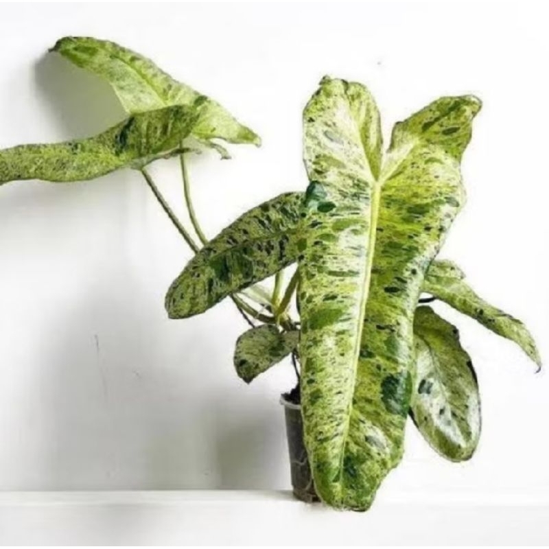 Tanaman Hias Paraiso Verde / tanaman Philodendron paraiso Verde varigata