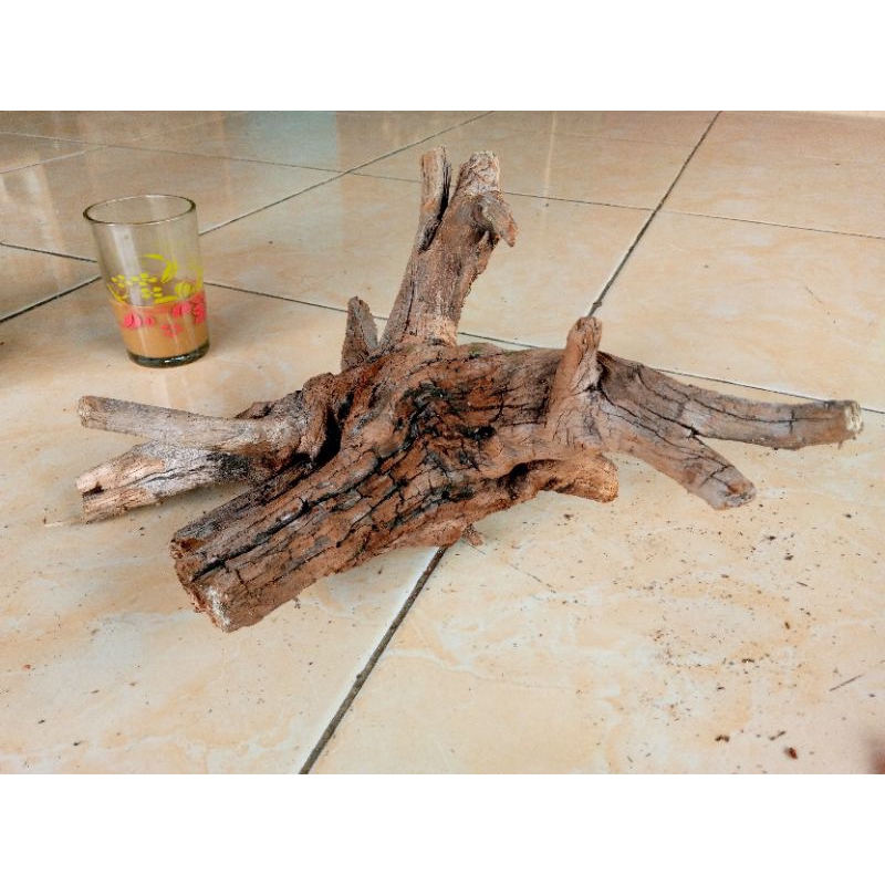akar kayu santigi gunung aquascape