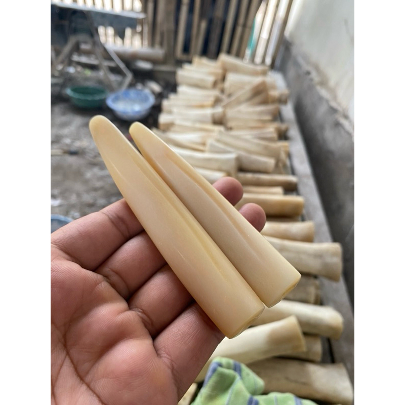 Once tulang Pipa tulang sapi impor mulus model taring paus warna glowing harga murah meriah