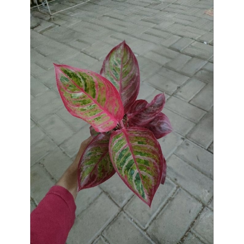 Aglonema Emerald dragon