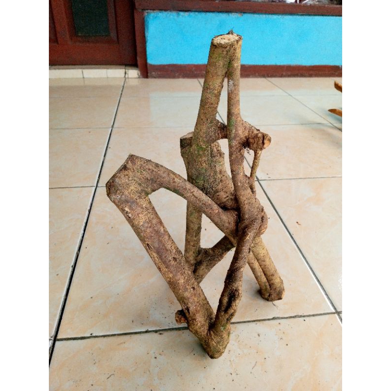 akar mimang asli alami unik koleksi