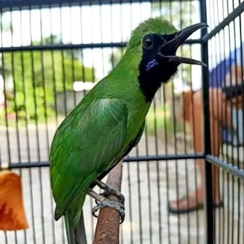 CUCAK IJO JEMBER GACORAN BODI BIG
