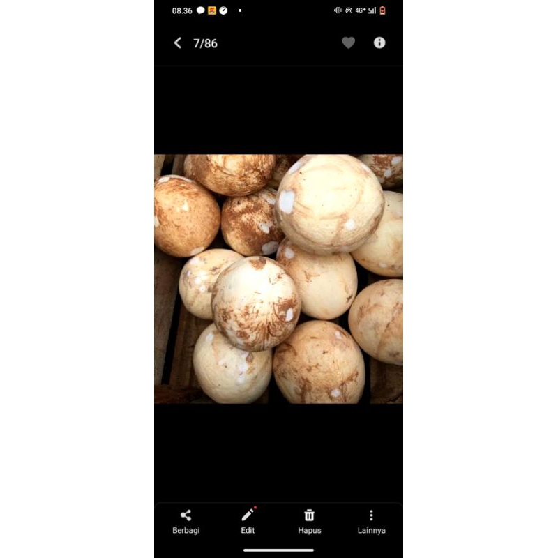 

kelapa parut