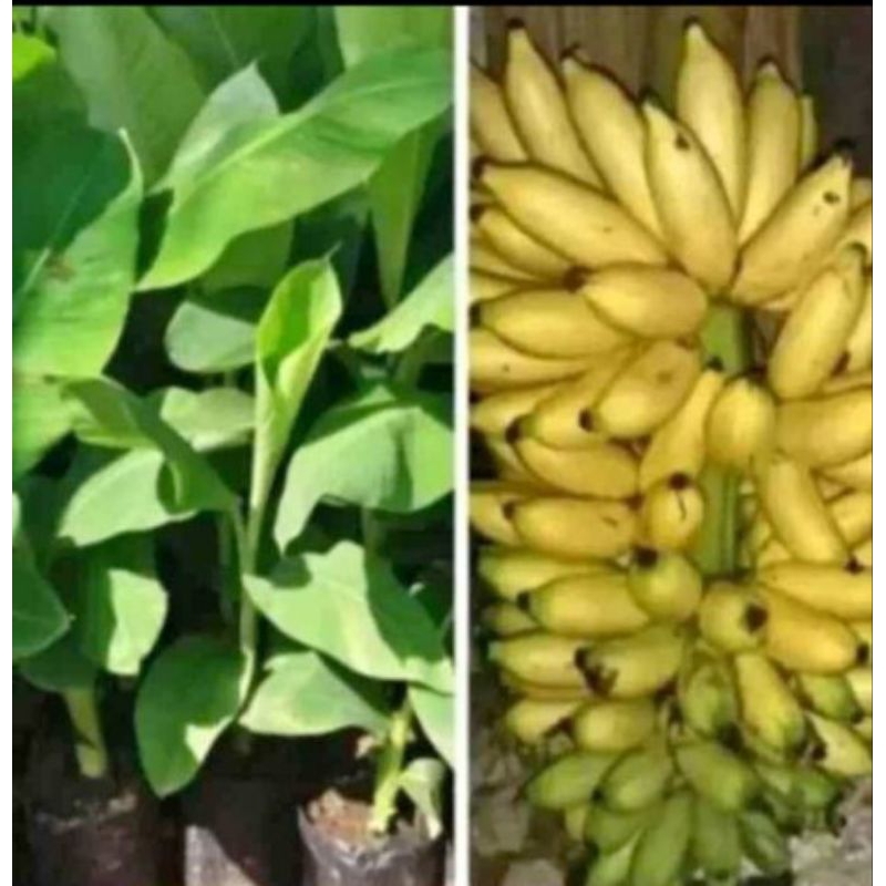 bibit pisang mas