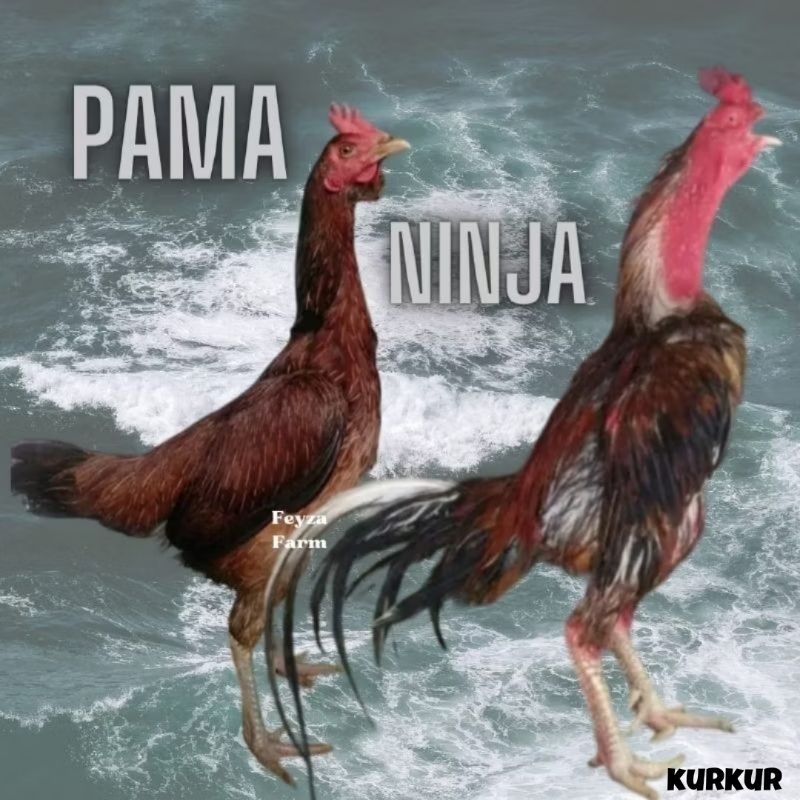 

telur ayam pama ninja original bisa untuk di tetaskan