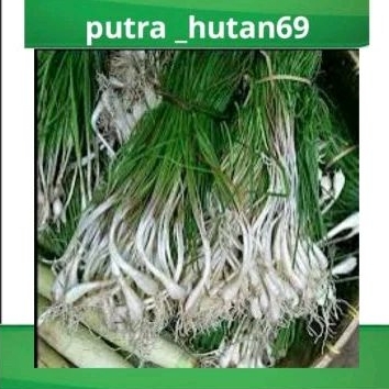 

BAWANG KUNCAI/BAWANG RAMBUT/BAWANG BATAK PERIKAT BISA UNTUK BIBIT