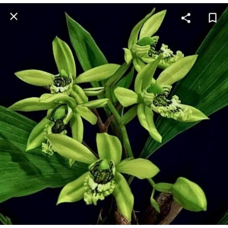 Anggrek Coeglogyne Pandurata