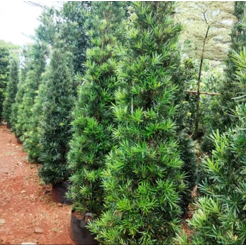 Podocarpus Macrophyllus - Tanaman lohansung Besar - Pohon Lohansung 1 Meter