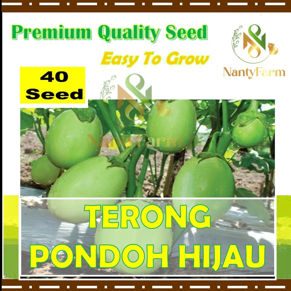 40 Biji Benih Terong Pondoh Hijau Biji Terong Pondoh Hijau - Benih Sayur Berkualitas