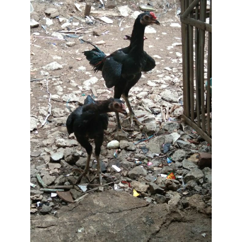 ayam bangkok hidup