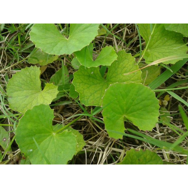 

DAUN ANTANAN DAUN PEGAGAN FRESH