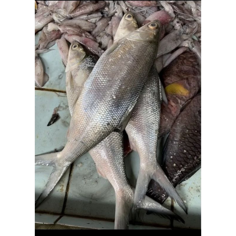 

Ikan Bandeng segar 1 Kg