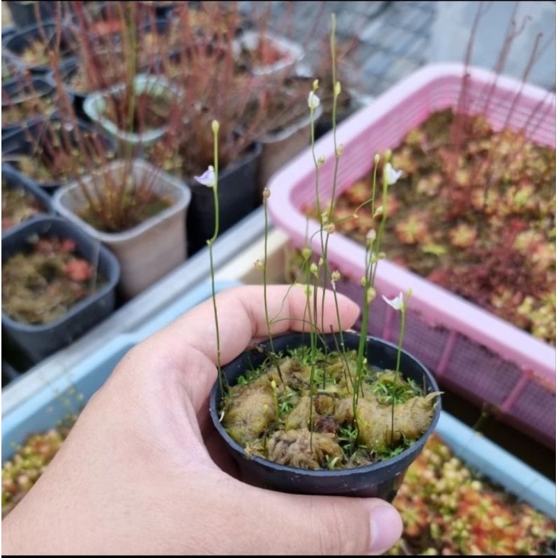 Raflezia Utricularia Arenaria Tanaman Karnivora Pemakan Uget-Uget Jentik Nyamuk