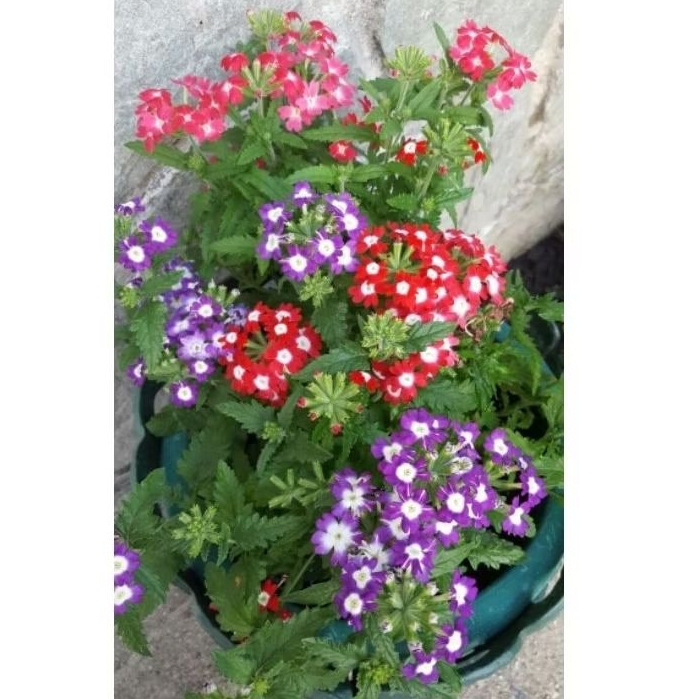 Tanaman Bunga Verbena #Bunga Verbena #Tanaman Hidup Bunga Verbena
