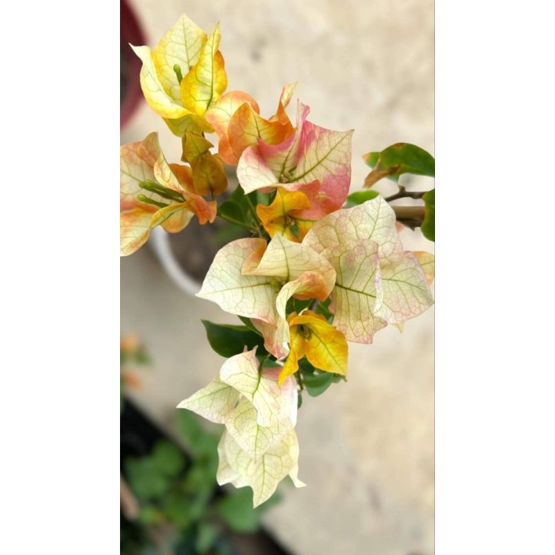 Stek Batang Bougenville Import Citra Gold