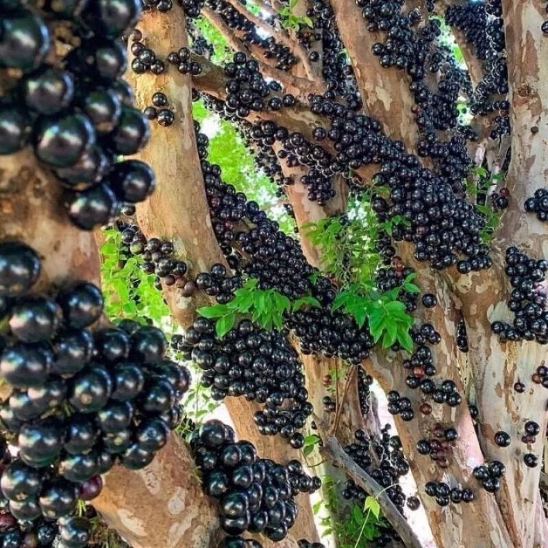 Bibit Tanaman Anggur Pohon Brazil & Freco