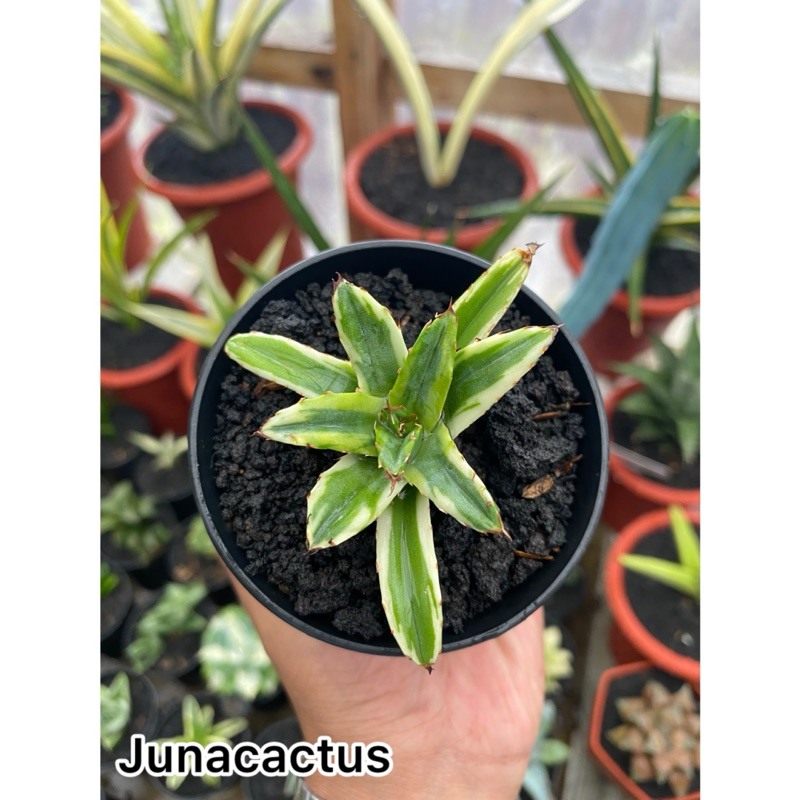 Agave victoria reginae variegata cream
