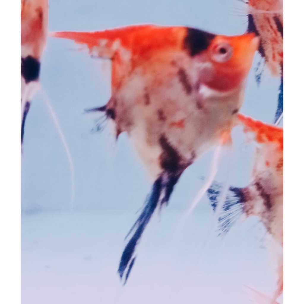 Ikan Manfish Red Devil Ikan Layang Layang 2 cm s/d 8 cm