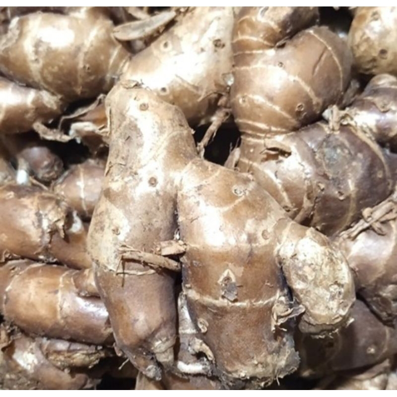 

kencur/cikur 6000. / 100g