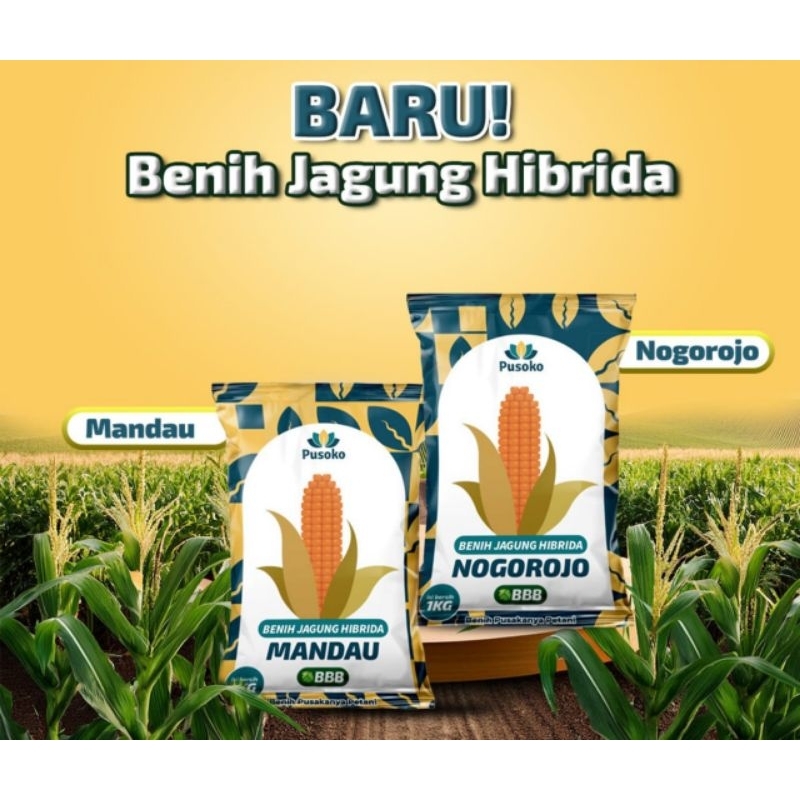 

benih jagung unggulan M@nd@u500 gram